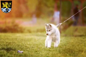 Mehr über den Artikel erfahren Husky Züchter und Welpen in Schwandorf