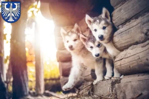 Mehr über den Artikel erfahren Husky Züchter und Welpen in Schweinfurt