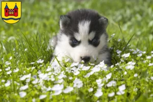 Mehr über den Artikel erfahren Husky Züchter und Welpen in Schwelm