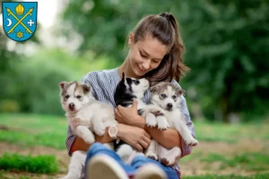 Mehr über den Artikel erfahren Husky Züchter und Welpen in Seelow