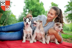 Mehr über den Artikel erfahren Husky Züchter und Welpen in Senftenberg