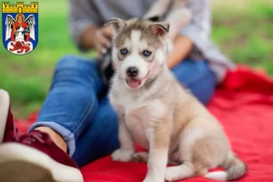 Mehr über den Artikel erfahren Husky Züchter und Welpen in Siegburg