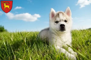 Mehr über den Artikel erfahren Husky Züchter und Welpen in Sigmaringen