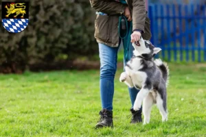Mehr über den Artikel erfahren Husky Züchter und Welpen in Simmern/Hunsrück