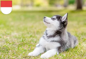 Mehr über den Artikel erfahren Husky Züchter und Welpen in Solothurn