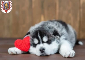 Mehr über den Artikel erfahren Husky Züchter und Welpen in Sondershausen
