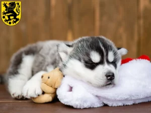 Mehr über den Artikel erfahren Husky Züchter und Welpen in Sonneberg