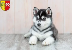 Mehr über den Artikel erfahren Husky Züchter und Welpen in Sonthofen