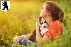 Mehr über den Artikel erfahren Husky Züchter und Welpen in St. Gallen