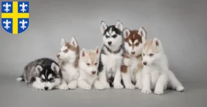 Mehr über den Artikel erfahren Husky Züchter und Welpen in St. Wendel