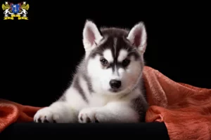 Mehr über den Artikel erfahren Husky Züchter und Welpen in Stade