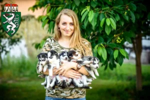 Mehr über den Artikel erfahren Husky Züchter und Welpen in der Steiermark