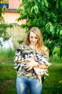 Mehr über den Artikel erfahren Husky Züchter und Welpen in Steinfurt