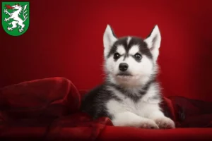 Mehr über den Artikel erfahren Husky Züchter und Welpen in Steyr
