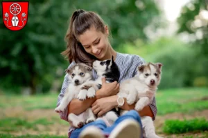 Mehr über den Artikel erfahren Husky Züchter und Welpen in Tauberbischofsheim
