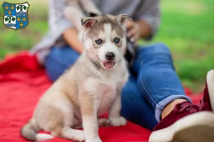 Mehr über den Artikel erfahren Husky Züchter und Welpen am Tegernsee
