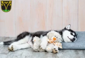 Mehr über den Artikel erfahren Husky Züchter und Welpen in Traunstein