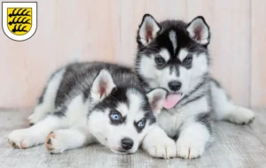 Mehr über den Artikel erfahren Husky Züchter und Welpen in Tuttlingen