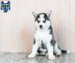 Mehr über den Artikel erfahren Husky Züchter und Welpen in Uelzen