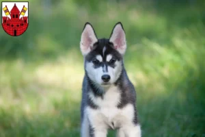 Mehr über den Artikel erfahren Husky Züchter und Welpen in Unna