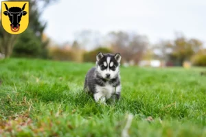 Mehr über den Artikel erfahren Husky Züchter und Welpen in Uri