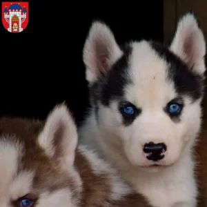 Mehr über den Artikel erfahren Husky Züchter und Welpen in Vechta