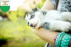Mehr über den Artikel erfahren Husky Züchter und Welpen in Waadt