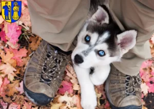 Mehr über den Artikel erfahren Husky Züchter und Welpen in Waldshut-Tiengen