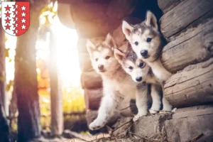 Mehr über den Artikel erfahren Husky Züchter und Welpen aus dem Wallis