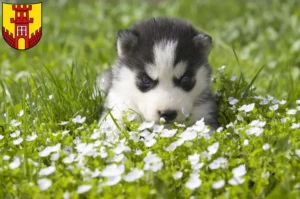 Mehr über den Artikel erfahren Husky Züchter und Welpen in Warendorf
