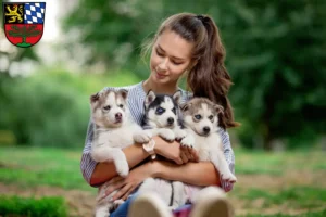 Mehr über den Artikel erfahren Husky Züchter und Welpen in Weiden in der Oberpfalz