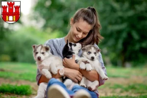 Mehr über den Artikel erfahren Husky Züchter und Welpen in Weilheim in Oberbayern