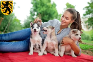 Mehr über den Artikel erfahren Husky Züchter und Welpen in Weimar