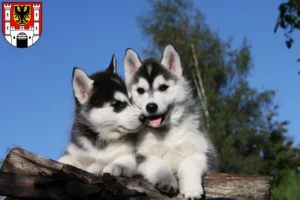 Mehr über den Artikel erfahren Husky Züchter und Welpen in Weißenburg in Bayern