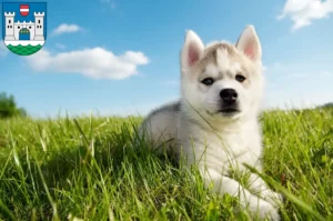 Mehr über den Artikel erfahren Husky Züchter und Welpen in Wels