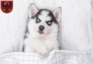 Mehr über den Artikel erfahren Husky Züchter und Welpen in Wetzlar