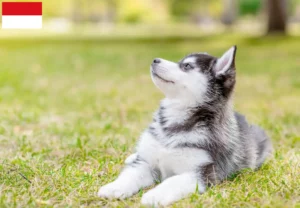 Mehr über den Artikel erfahren Husky Züchter und Welpen in Wien