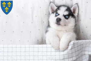 Mehr über den Artikel erfahren Husky Züchter und Welpen in Wiesbaden