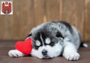 Mehr über den Artikel erfahren Husky Züchter und Welpen in Wildeshausen