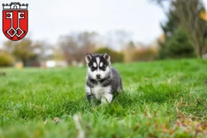 Mehr über den Artikel erfahren Husky Züchter und Welpen in Wittlich