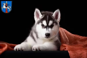 Mehr über den Artikel erfahren Husky Züchter und Welpen in Wolfenbüttel