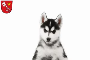 Mehr über den Artikel erfahren Husky Züchter und Welpen in Worms