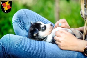 Mehr über den Artikel erfahren Husky Züchter und Welpen in Würzburg
