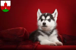 Mehr über den Artikel erfahren Husky Züchter und Welpen in Zirndorf