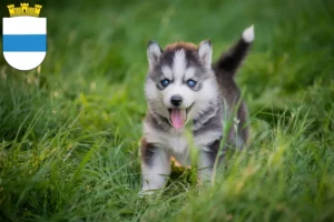 Mehr über den Artikel erfahren Husky Züchter und Welpen in Zug