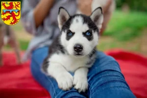 Mehr über den Artikel erfahren Husky Züchter und Welpen in Zweibrücken