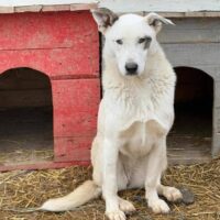 Winona, Hündin, geb ca. Mitte November 2023, ca. 55 cm