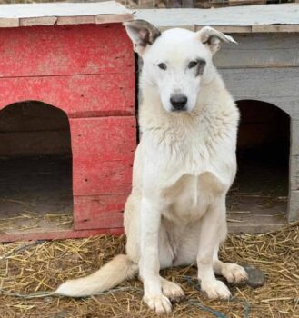 Winona, Hündin, geb ca. Mitte November 2023, ca. 55 cm