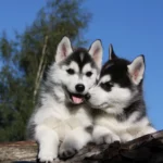 Husky Welpen beim seriösen Züchter kaufen.