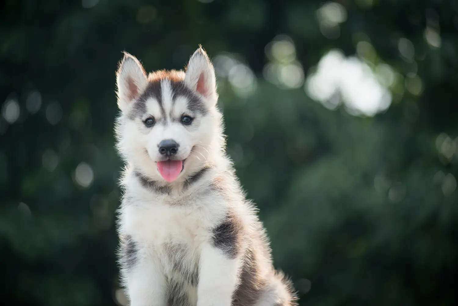 Einen Husky Welpen zu kaufen, bedeutet Verantwortung zu übernehmen! Husky Welpen kaufen.